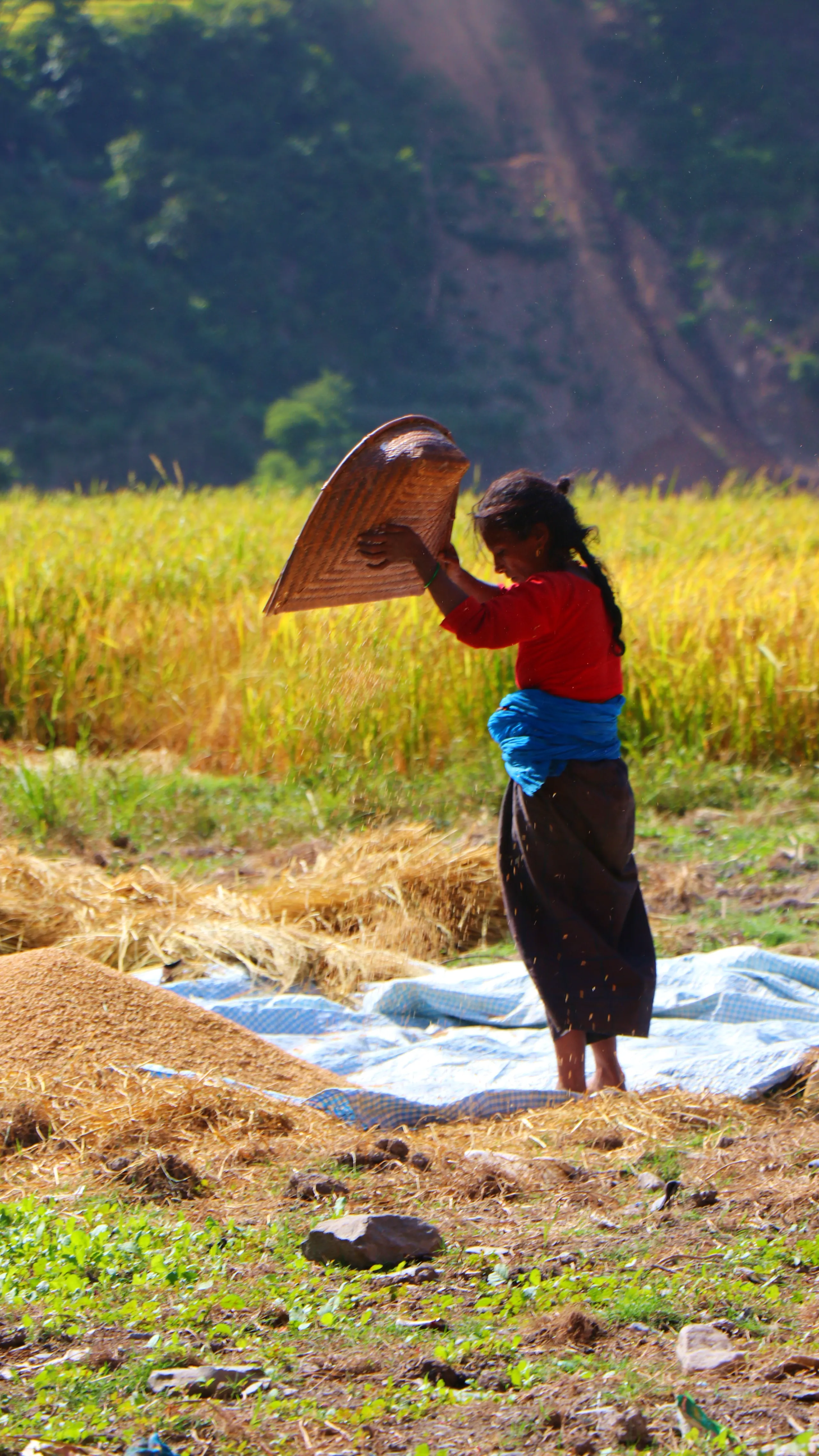 A woman stands alone in a sunlit field, performing the ancient practice of winnowing grain. She wears a bright red long-sleeve top, a vivid blue cloth wrapped around her waist, and a long dark skirt. She holds a large, round, flat woven bamboo basket high