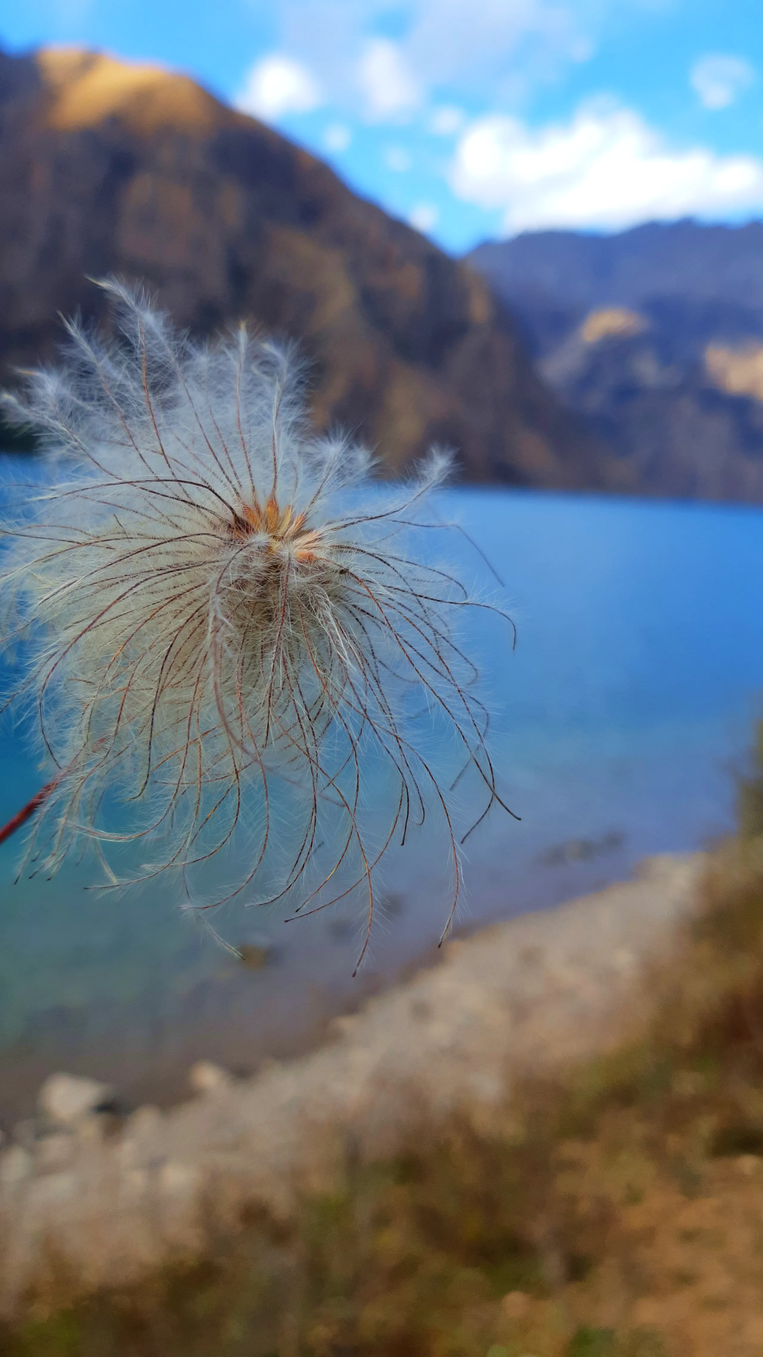 A beautifully composed macro photograph in which a single dried wildflower seed head occupies the sharp foreground. The seed head is round and globe-like, its long, silky white feathery filaments radiating outward from a reddish-brown central hub - resemb