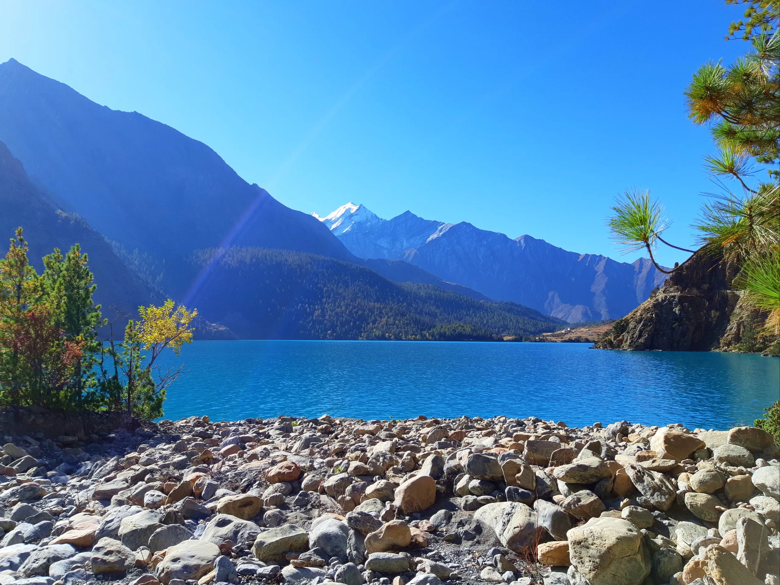 A tranquil lakeside composition. In the immediate foreground, a flat grey and white rocky shoreline leads directly to the edge of a broad, still alpine lake - almost certainly Phoksundo Lake - whose water is a deep, intense turquoise-blue. A pine branch r