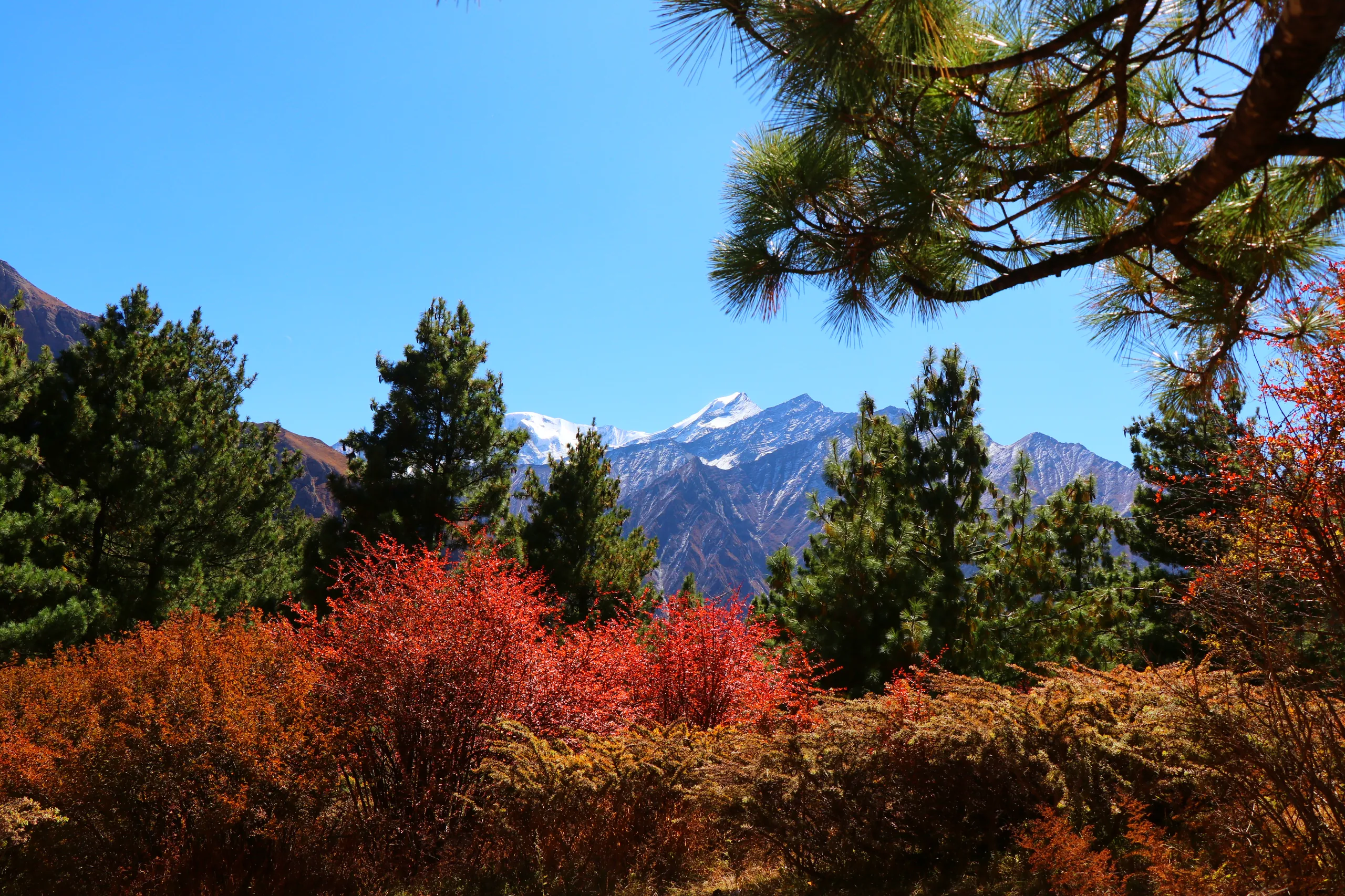 A vivid forest scene ablaze with autumn color. The foreground is dominated by a dense carpet of low shrubs and small bushes in fiery, saturated red-orange - a sea of autumn flame. Among them, tall dark green pine and conifer trees stand in contrast, their