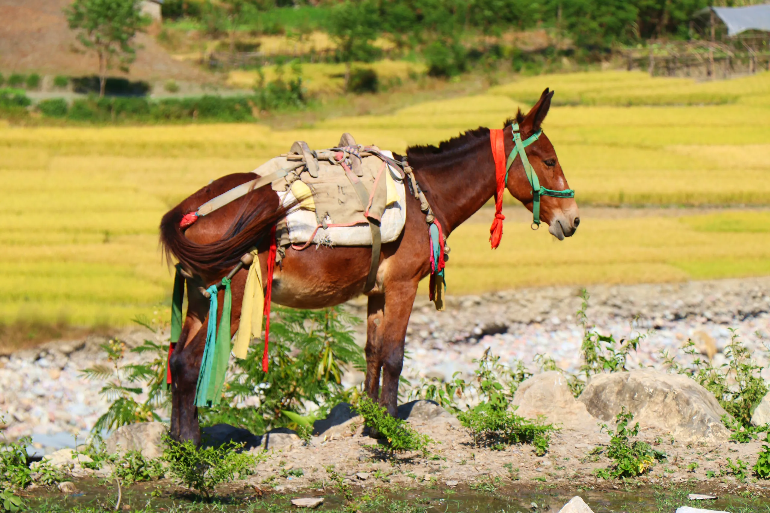 A sturdy chestnut-brown horse or mule stands still near a rocky riverbank, fully loaded with pack saddle equipment. The animal is adorned with colorful decorative straps in red, green, and blue hanging from the saddle, and wears a red halter/bridle. Heavy