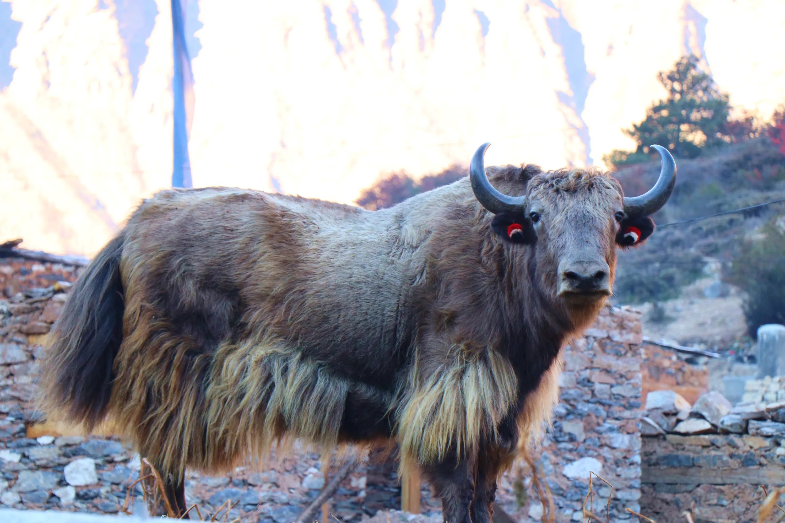 A powerful, direct portrait of a yak standing on rocky mountain terrain and looking straight into the camera. The animal is large and stocky with long, shaggy fur - dark chocolate brown on the body, with longer, wilder fringing of lighter tan and black fu