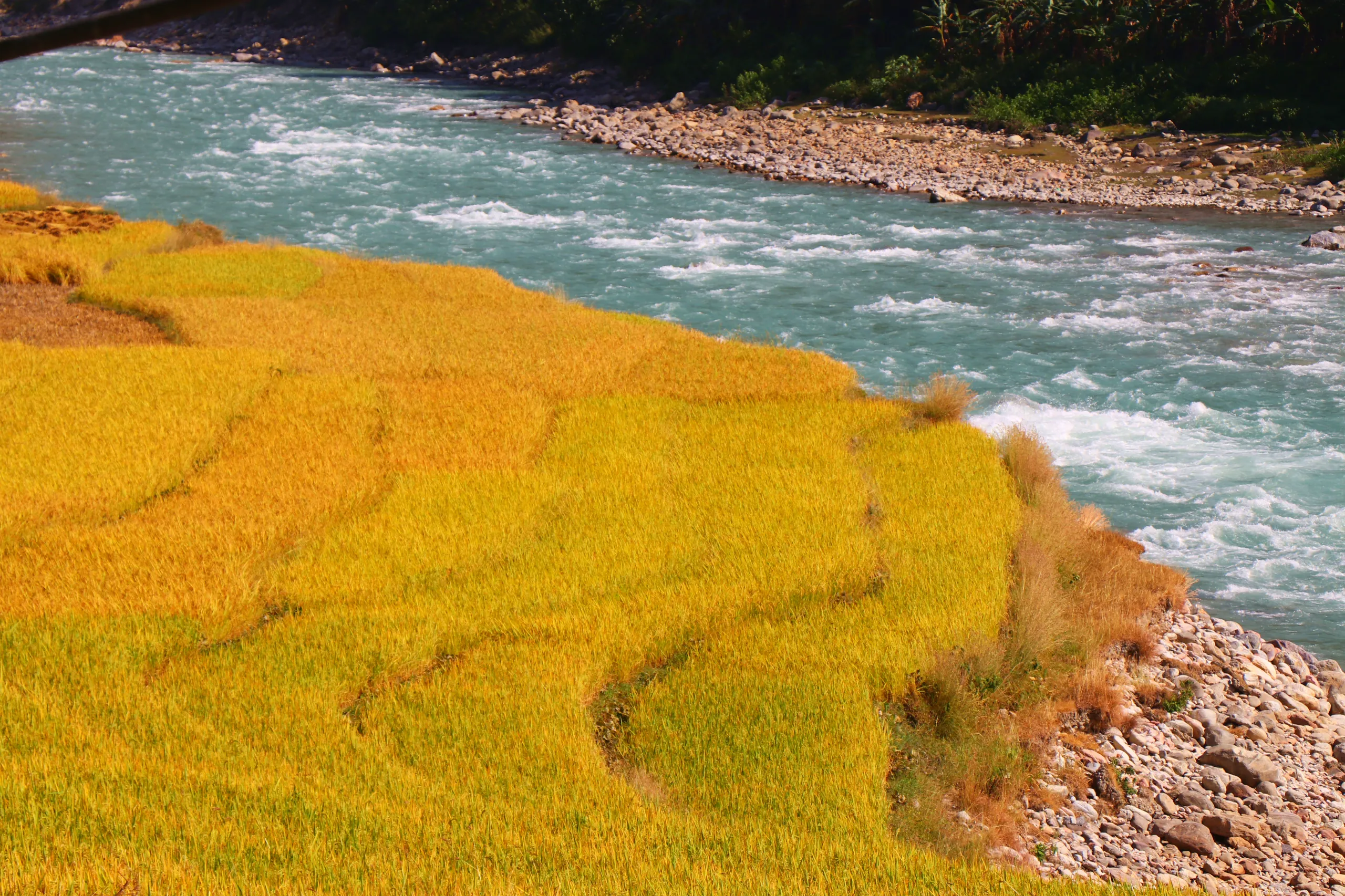 A breathtaking aerial or elevated view of golden terraced rice paddy fields that descend right to the edge of a rushing turquoise-blue river. The rice fields glow in vivid yellow-gold, fully ripened, their curved terraced edges giving the landscape an org