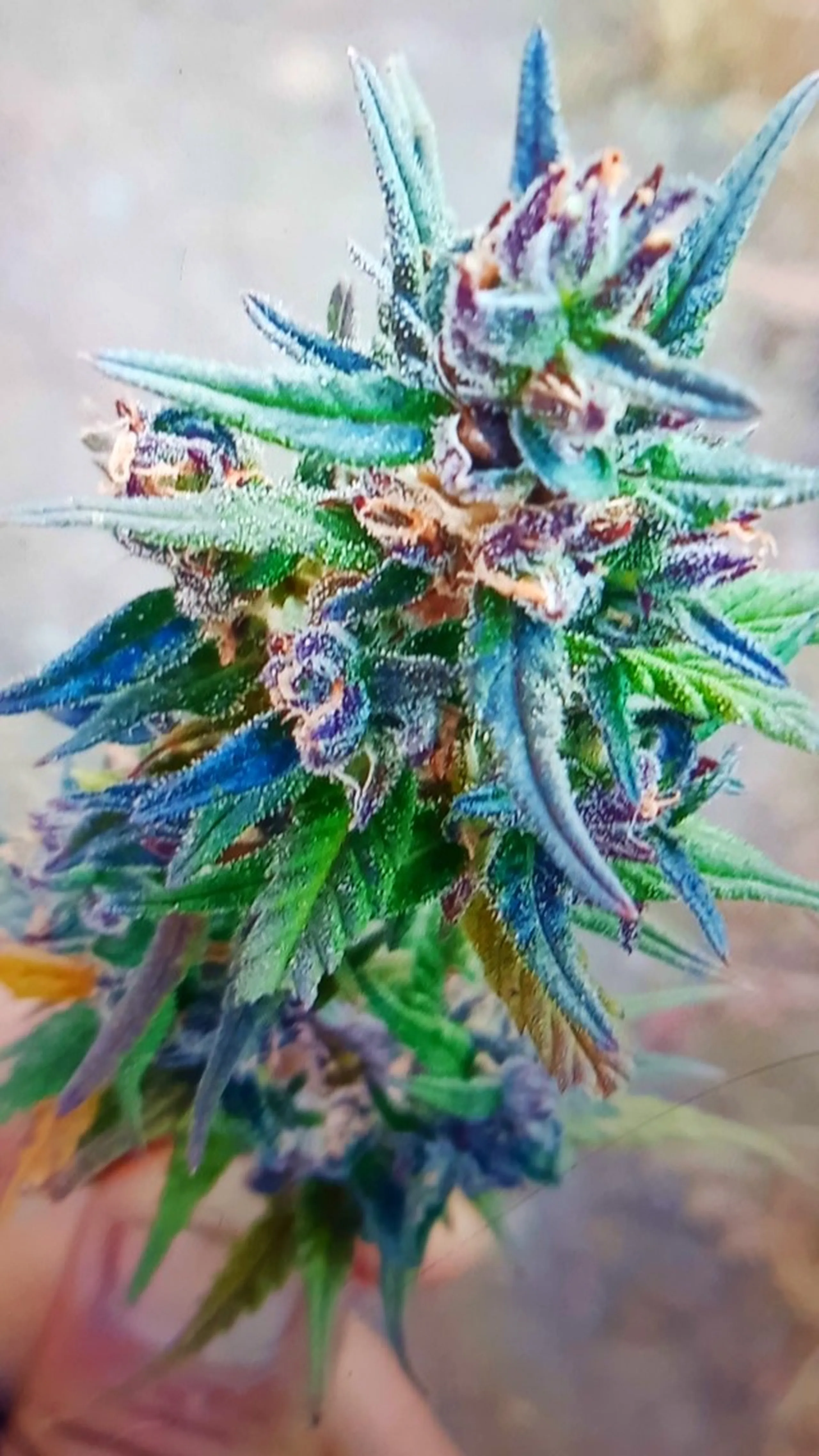 An extreme close-up macro photograph of a wild cannabis plant bud held up by a hand, displaying extraordinarily dense frosted trichome-covered flowers with vivid blue-green, purple, and green hues with amber pistils, glistening with resin crystals against a blurred grey rocky background, the plant growing wild and naturally in the Himalayan wilderness of the Dolpa region of Nepal, wild cannabis plant Nepal Himalaya, naturally growing hemp plant Dolpa Nepal, Himalayan wild flora Nepal, wild plants Shey Phoksundo trek route, Nepal botanical wildlife trek