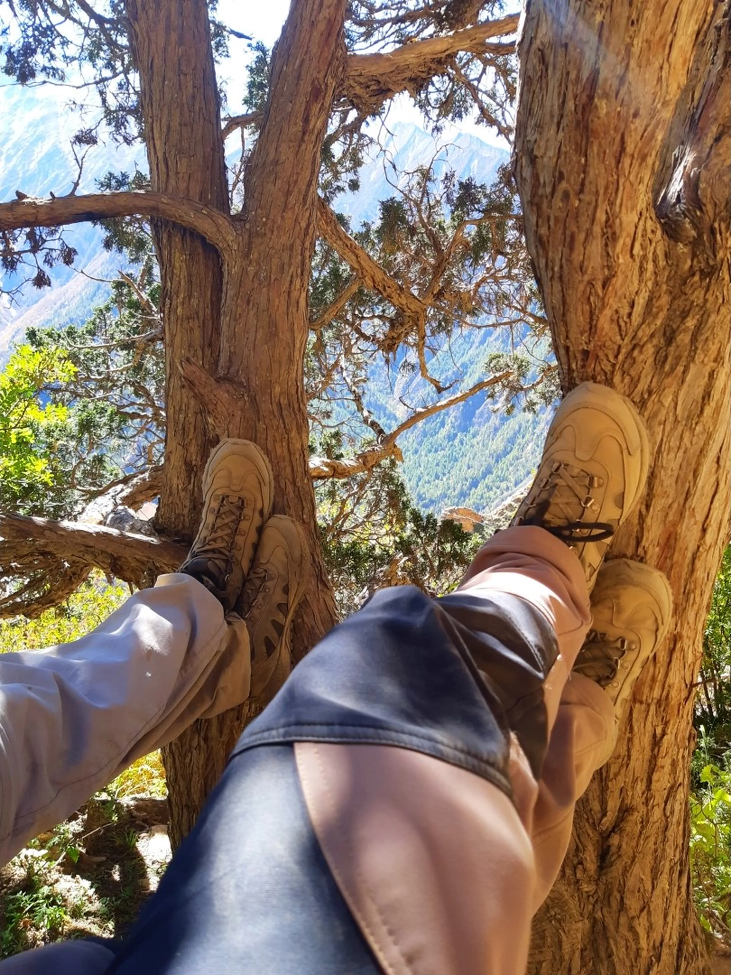A creative low-angle upward-looking perspective photograph showing two pairs of legs belonging to trekking companions resting in the forked branches of a large ancient gnarled tree, with tan lace-up hiking boots visible on both sets of feet - one pair in light grey trekking trousers and the other in dark navy trekking pants - the massive twisted bare tree trunk and branches forming a natural frame around a stunning framed view of snow-dusted Himalayan peaks and lush green pine forest valley visible through the gap in the branches under a bright sky, creative trekking photography Nepal Himalaya, batch mates resting in tree Nepal trek, Shey Phoksundo trek rest stop, Himalayan forest giant tree Nepal, creative adventure travel photography Nepal, Dolpa trekking aesthetic