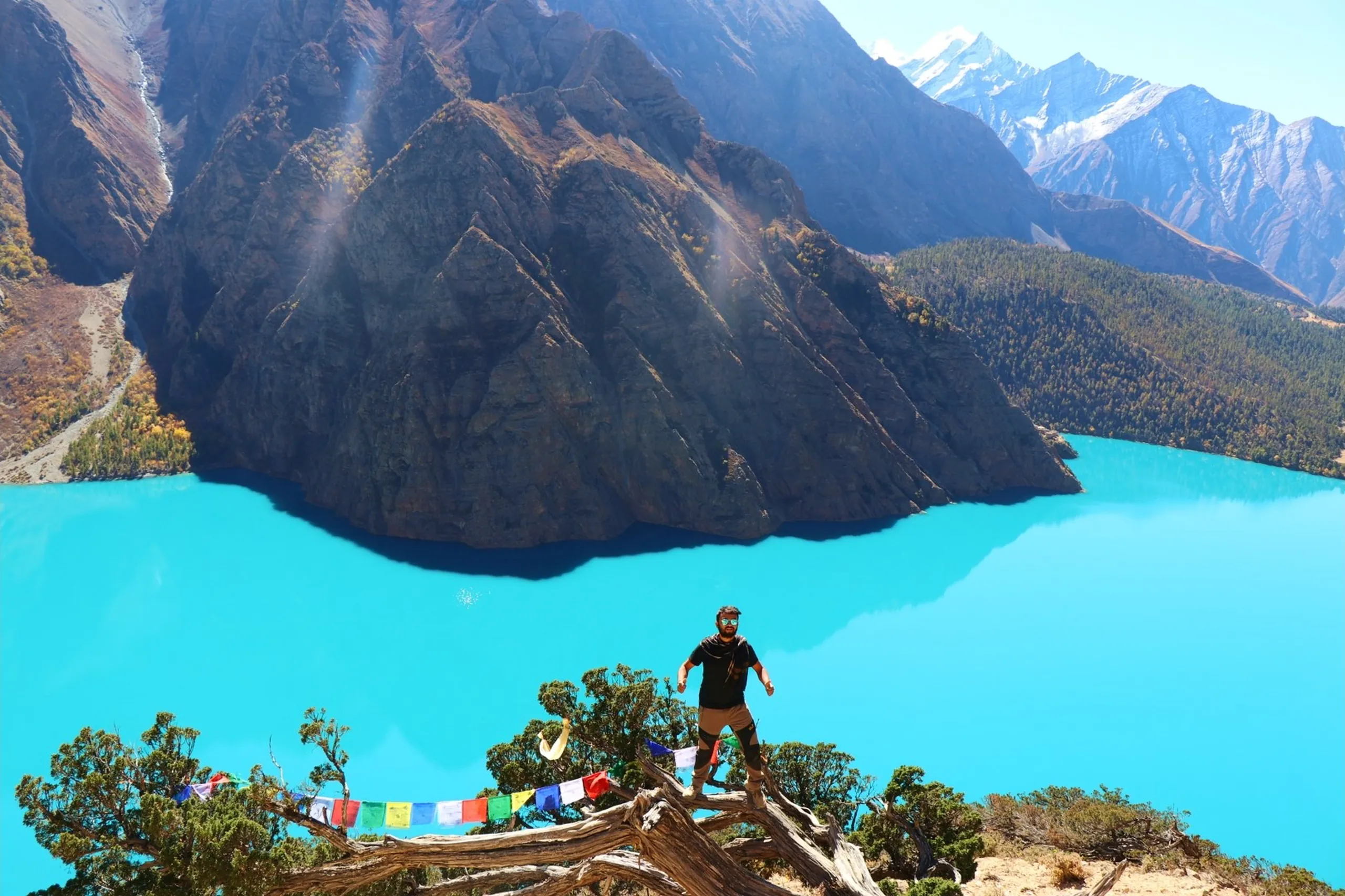 A spectacular wide-angle adventure photograph capturing a lone male trekker in a black t-shirt and khaki shorts wearing teal mirrored sunglasses standing boldly atop a large gnarled dead tree trunk perched on the edge of a steep cliff, colorful Buddhist Lungta prayer flags - red, blue, white, green, yellow - strung along the cliff edge in the Tibetan Buddhist tradition, the full jaw-dropping panorama of Shey Phoksundo Lake revealed far below in vivid electric turquoise-blue, surrounded by massive towering Himalayan peaks with patches of snow, dense pine forests on the far shore and a narrow river inlet visible at the lake's edge, this single shot capturing the most iconic and breathtaking view of the entire trek, Shey Phoksundo Lake Nepal drone like view, Buddhist prayer flags Himalayan lake Nepal, trekker standing on cliff Nepal, best view Nepal Himalaya Shey Phoksundo, Dolpa Nepal aerial lake photography, Nepal most scenic viewpoint trek