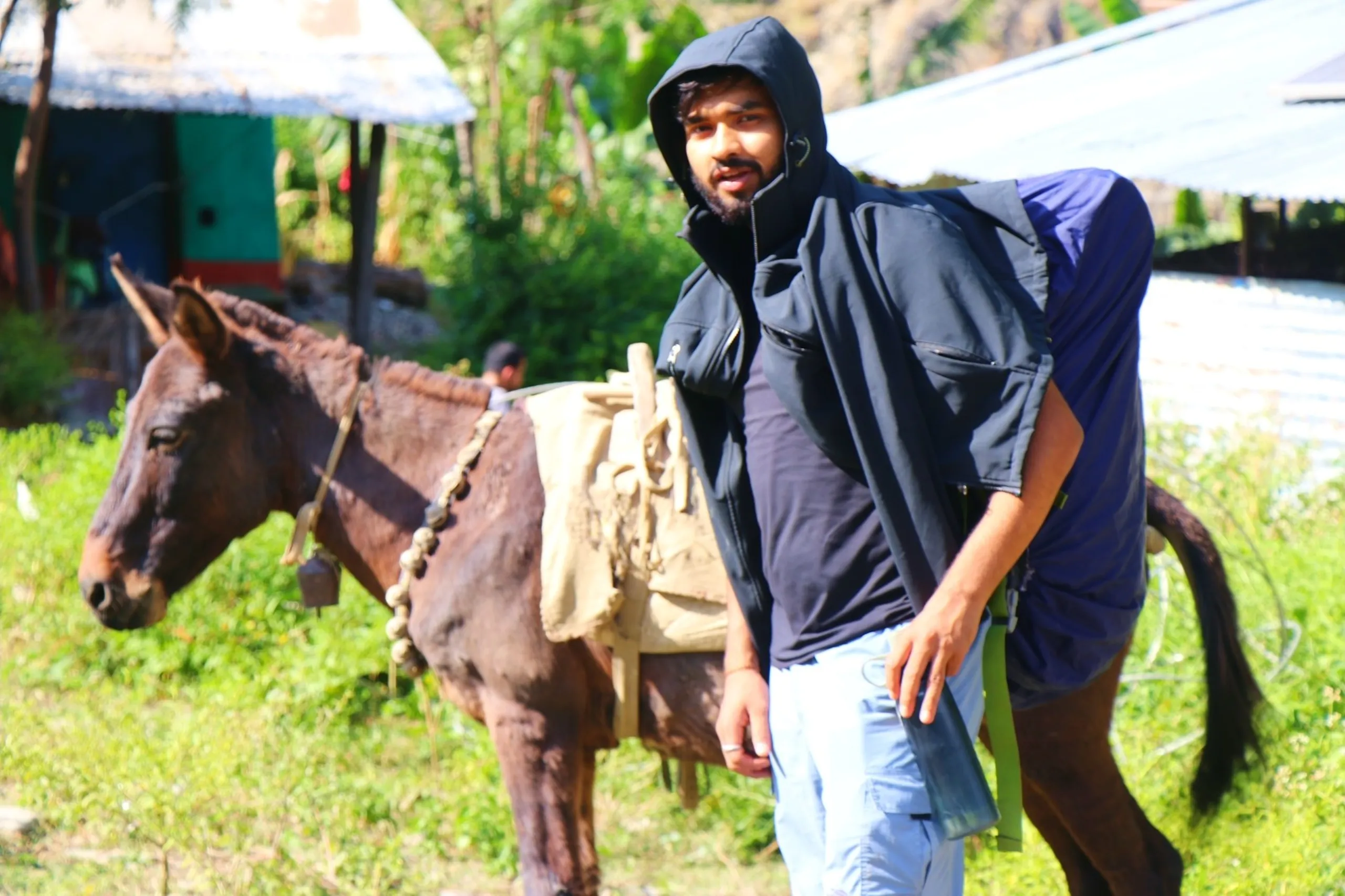 A bearded South Asian male trekker walking past a pack mule or donkey with a traditional wooden saddle and rope harness in a lush green village clearing, the trekker wearing a black zip-up hoodie with the hood pulled over his head and light blue cargo pants, carrying a dark blue backpack slung over one shoulder, green banana trees and a teal-colored village building visible in the background, another person partially visible behind, Nepal village life trek, mule trail Himalaya, Shey Phoksundo trekking route, authentic Nepal trek experience, Himalayan village backpacking