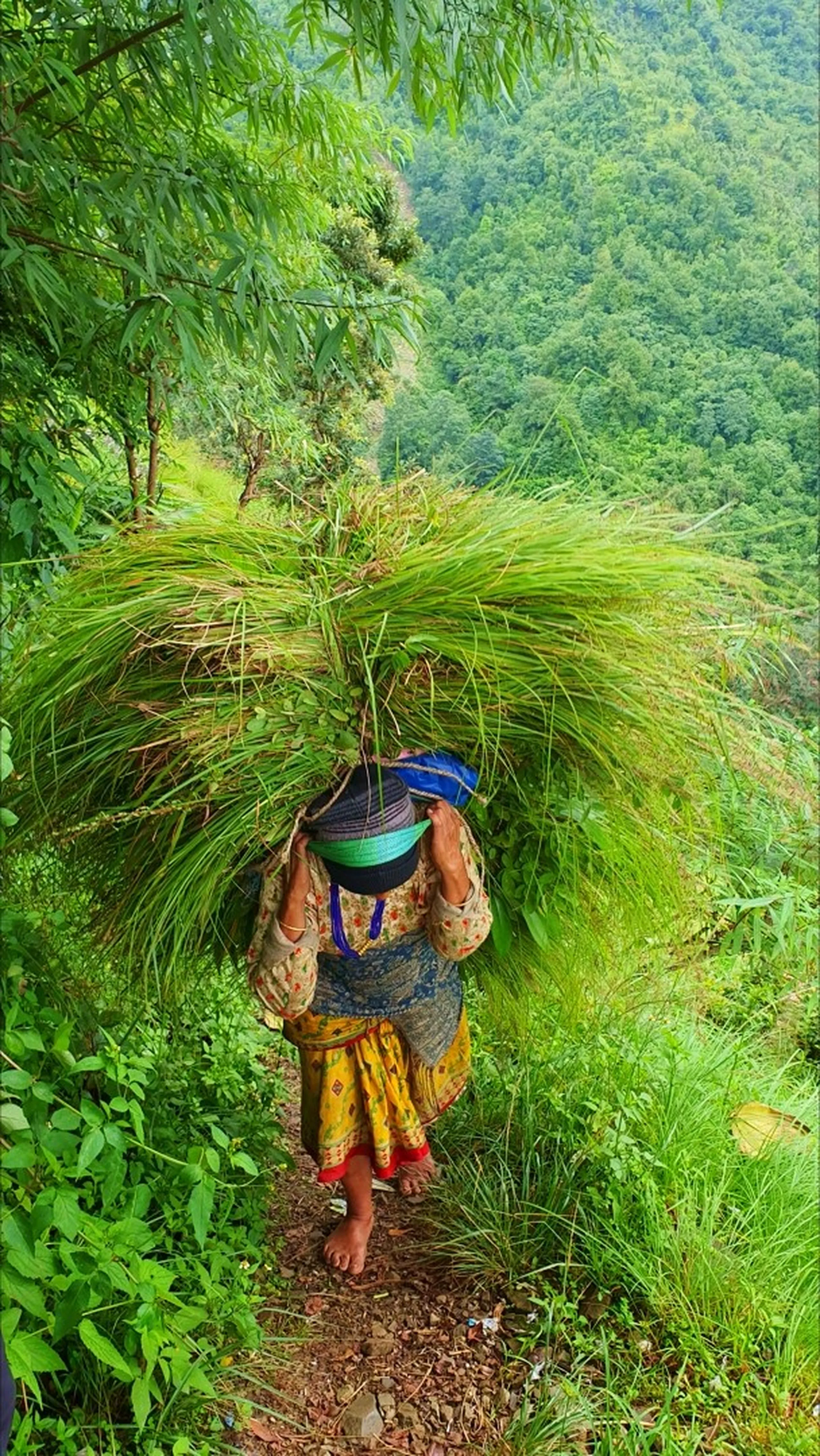 A local Nepali village woman seen from above, barefoot, wearing a traditional colorful floral saree and carrying an enormous towering load of freshly cut green grass in a traditional bamboo-woven doko basket supported by a head strap (namlo) on a steep jungle hillside trail in Manikhel Lalitpur Nepal; dense green valley forest in the background - powerful image of rural Nepali daily life on the Simba Falls hiking route near Kathmandu