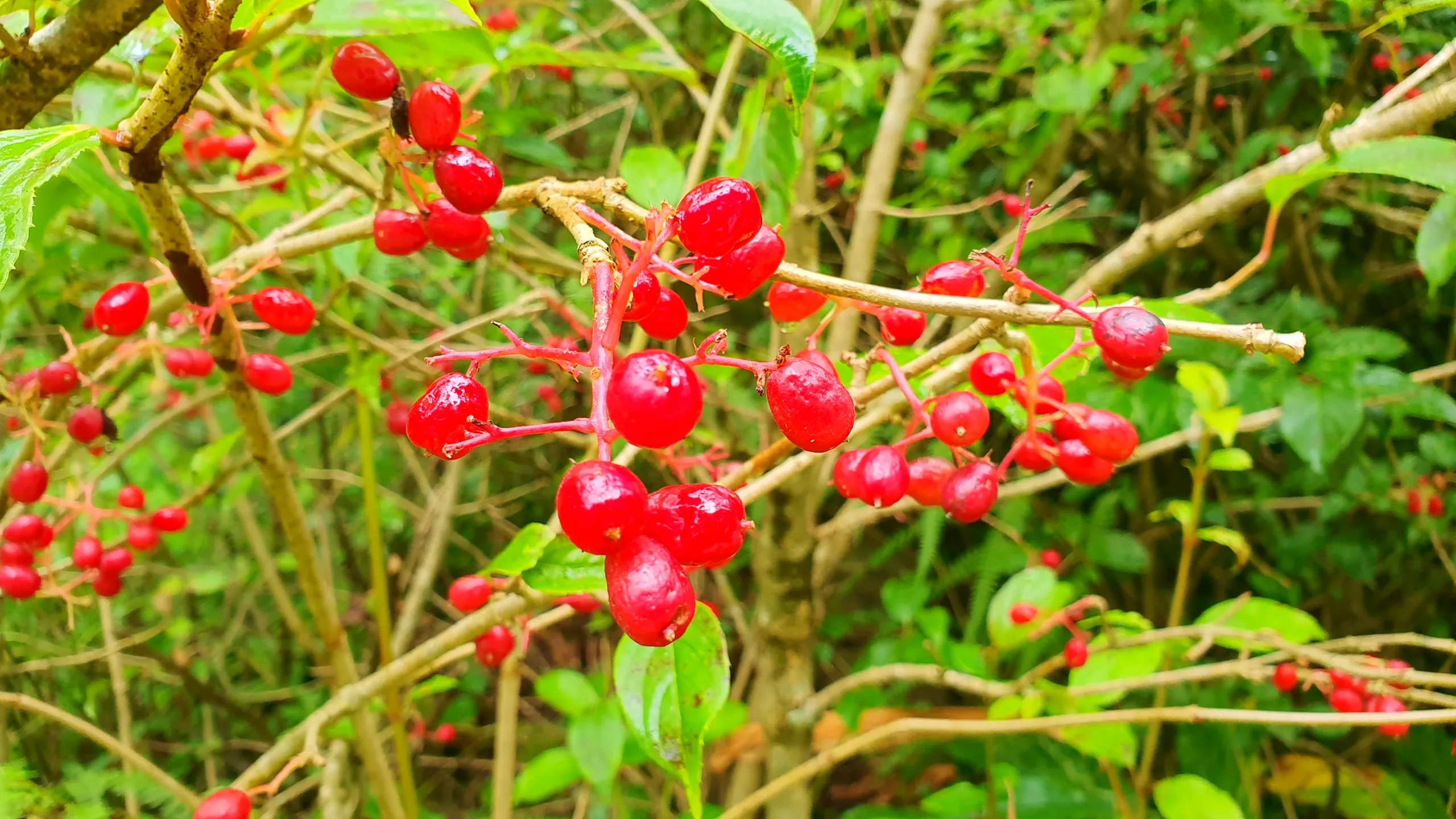 Close-up of vibrant glossy red wild berries clustered on thin bare woody branches surrounded by lush green jungle foliage along a hiking trail in Manikhel Lalitpur Nepal; rain-kissed bright crimson berries glistening against dense monsoon greenery, typical wild flora found on the Simba Falls trekking route near Kathmandu Valley Nepal