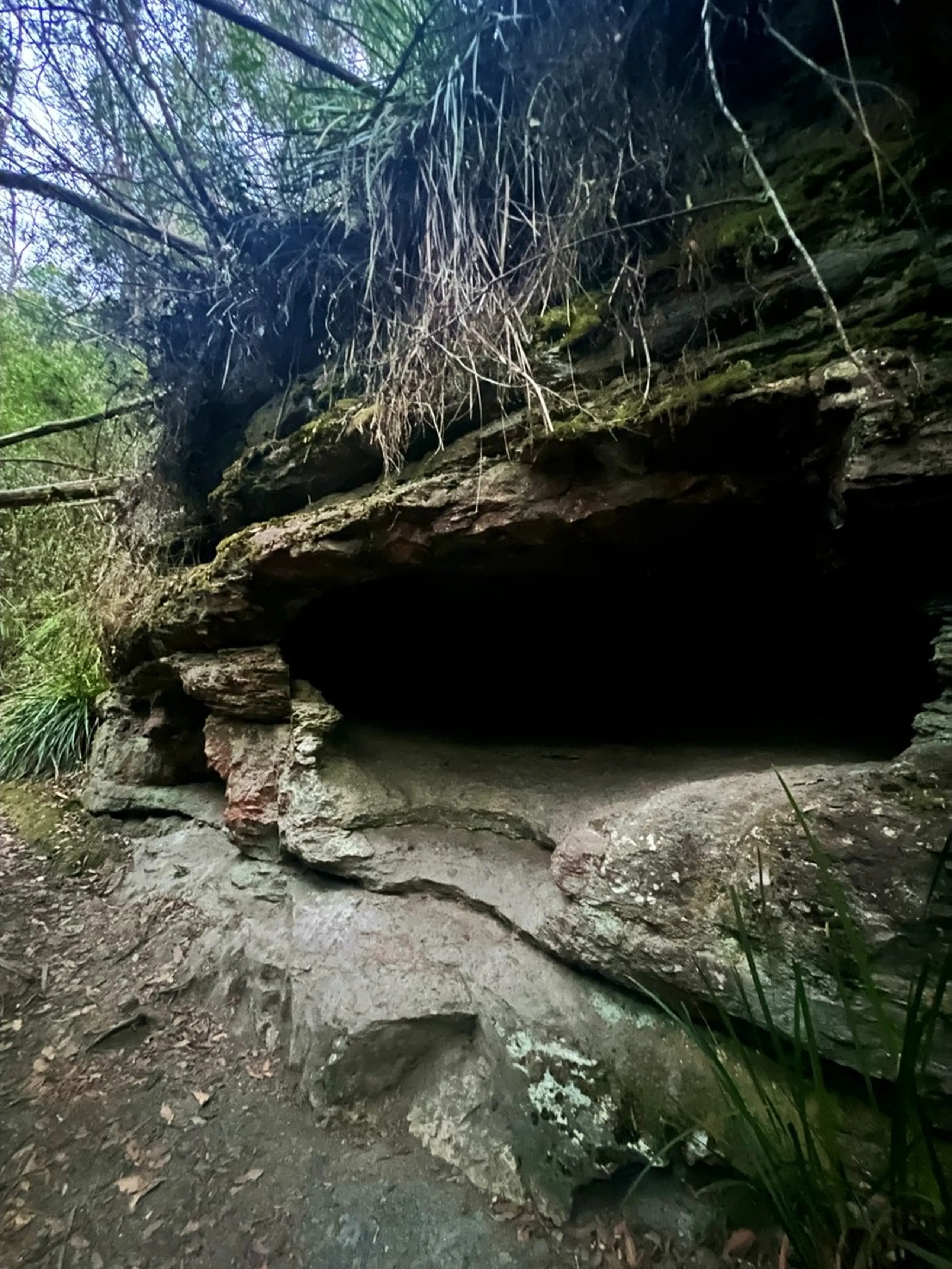 A moody, atmospheric shot of a larger natural rock overhang or shallow cave formed by a massive slab of layered sandstone jutting out horizontally from the cliff. The underside of the overhang is completely dark - a wide, deep black void that disappears into shadow. The rock face is textured with sediment layers in brown and rust, covered in patches of green moss. Above the overhang, dead grey roots and hanging dry branches dangle down like a curtain from the trees above. On the left, green shrubs and grass tufts grow at the cliff's edge. The path leading toward the cave mouth is bare rock and dark soil with scattered leaves. The overall atmosphere is dark, damp, and ancient - the kind of hidden place that feels like it holds secrets, possibly used as shelter long ago.