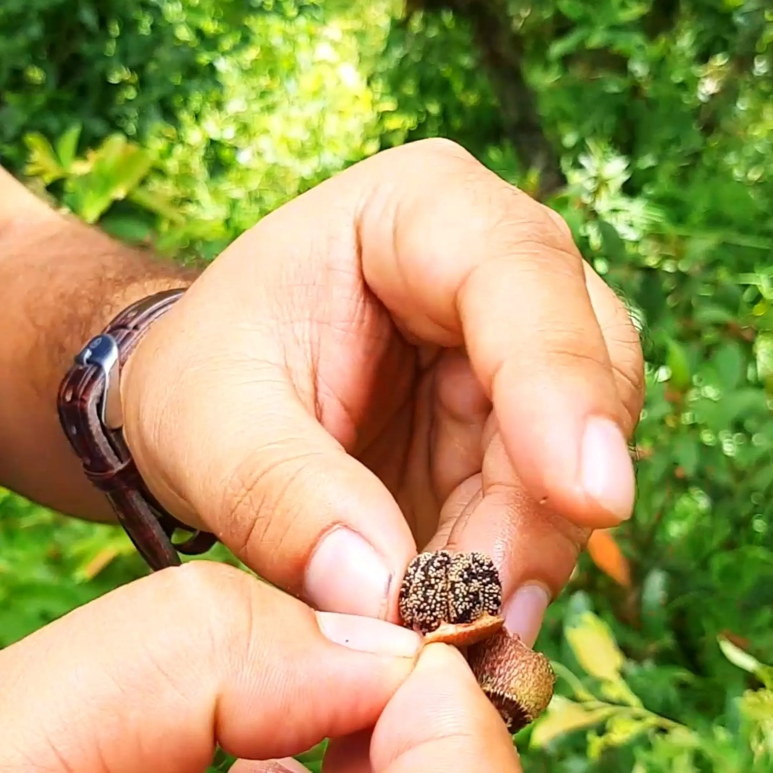 Somewhere along the trail, my friends discovered mysterious fruits and bravely volunteered their tongues for science, turning them impressively blue. Later, our Campus Chief sliced fresh cucumbers, sprinkled salt and chili, and served the most refreshing snack imaginable after hours of hiking.