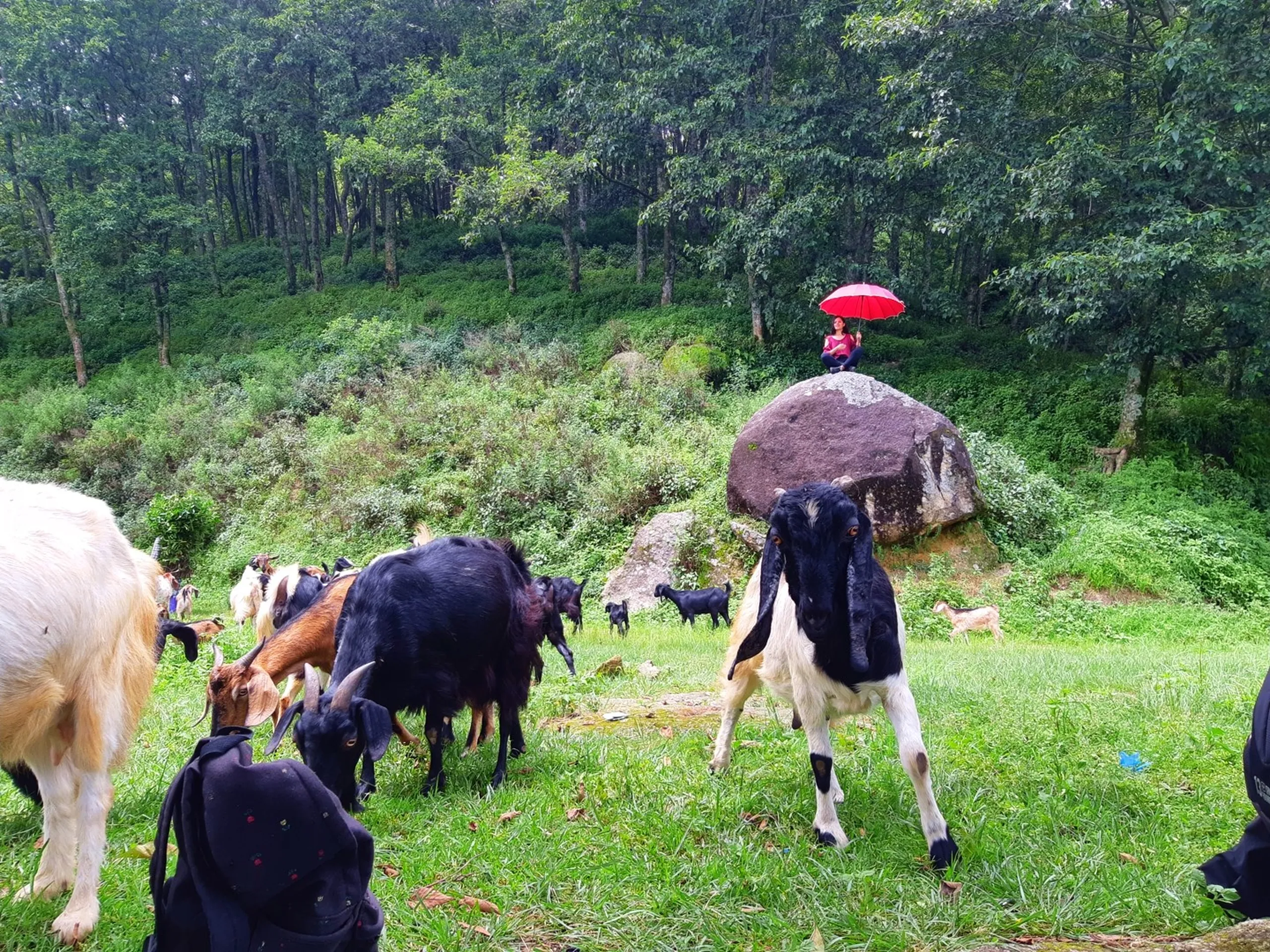 Herd of goats in black, white, and brown grazing on a lush green hillside meadow, with a lone woman sitting on a large boulder in the background holding a bright red umbrella in the forest - Nepal rural countryside goat herding monsoon trekking Sundarijal