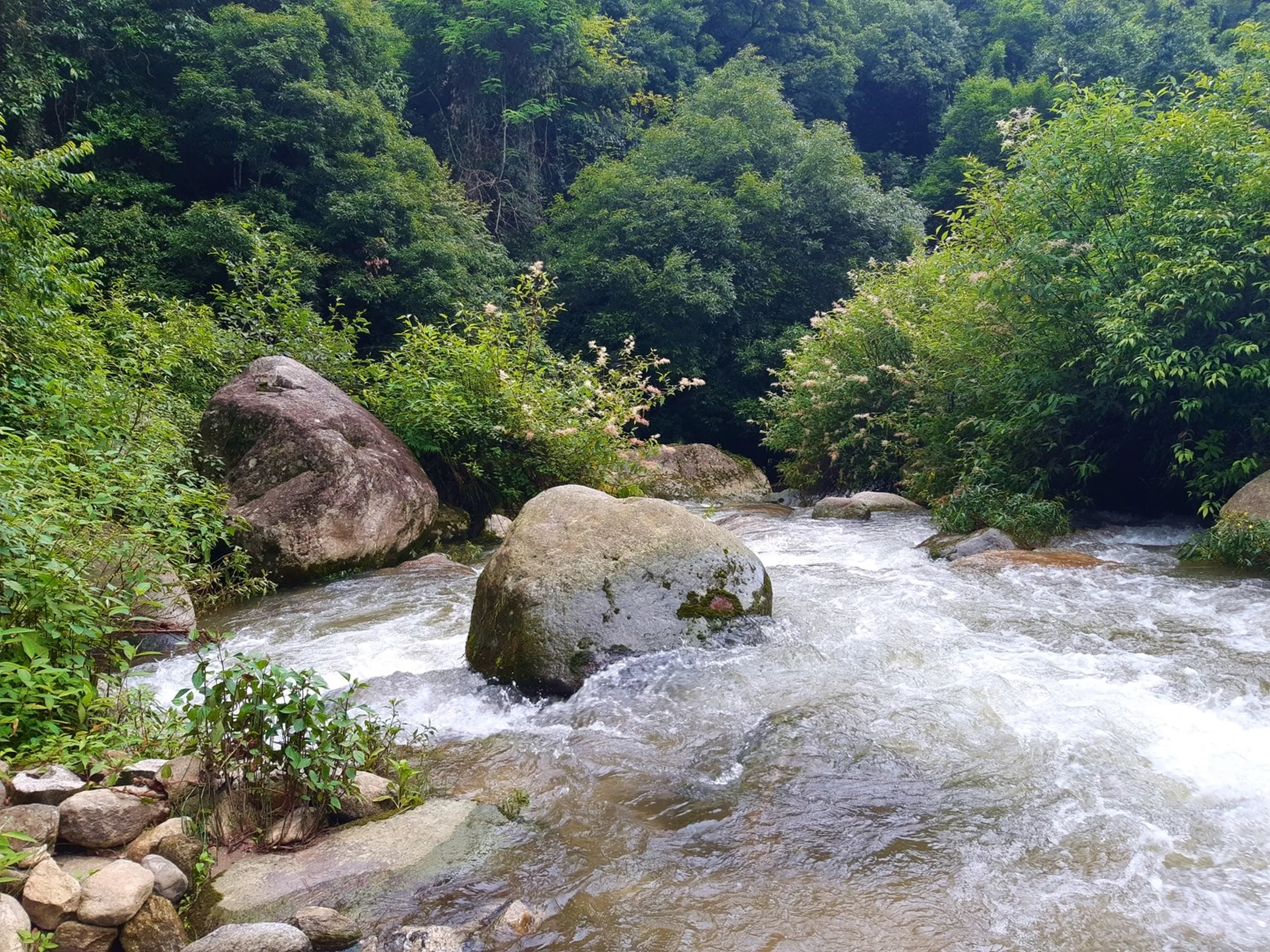 Wild mountain river with churning white water rapids rushing powerfully around large moss-covered boulders, framed by dense lush green jungle monsoon forest on both banks under overcast sky - Sundarijal river white water rapids Nepal trekking nature photography