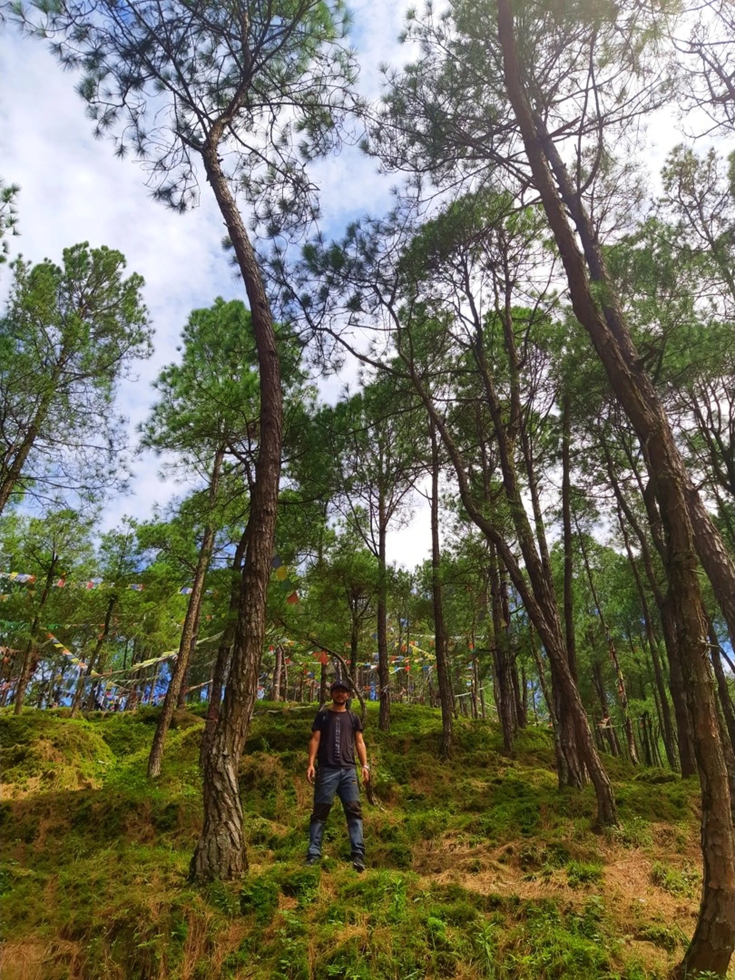 Solo male hiker standing among tall pine trees with colorful Buddhist prayer flags strung between trunks, moss-covered forest floor glowing green, sunlight filtering through pine canopy - Sundarijal hiking trail Nepal pine forest trekking