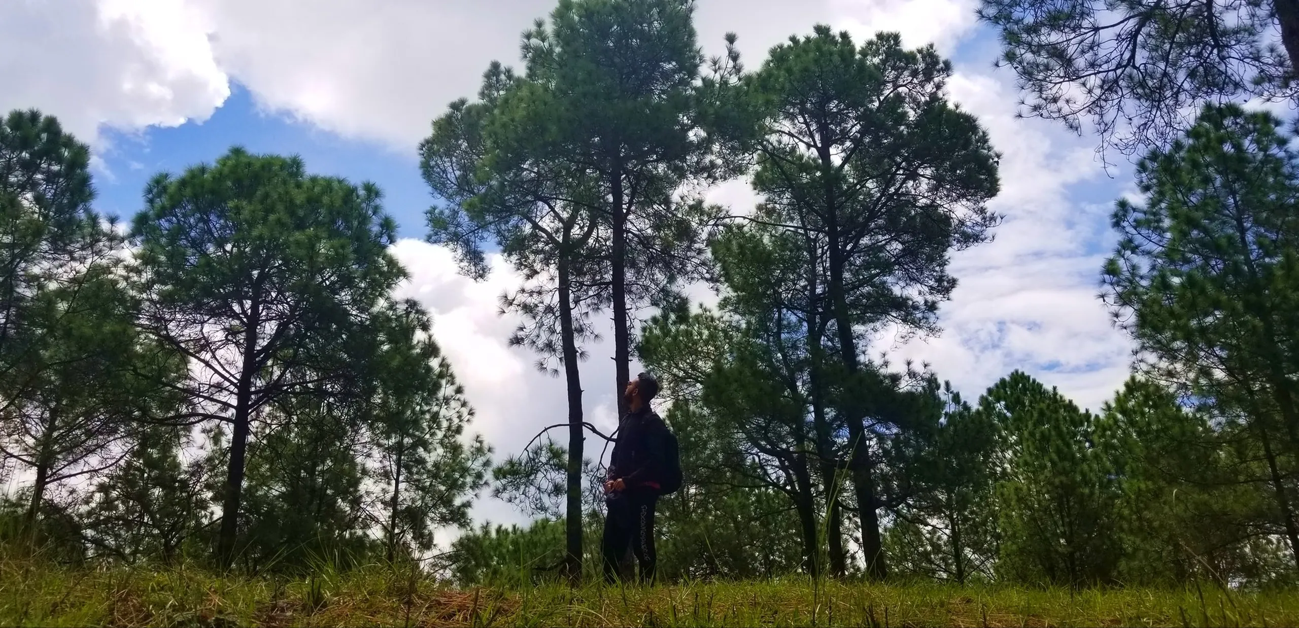 Silhouette of a hiker gazing upward toward towering pine trees against a bright blue sky with white clouds, dramatic low-angle shot from below emphasizing the height of the forest, open grassy clearing in foreground - Nepal forest hiking trail Kathmandu day hike