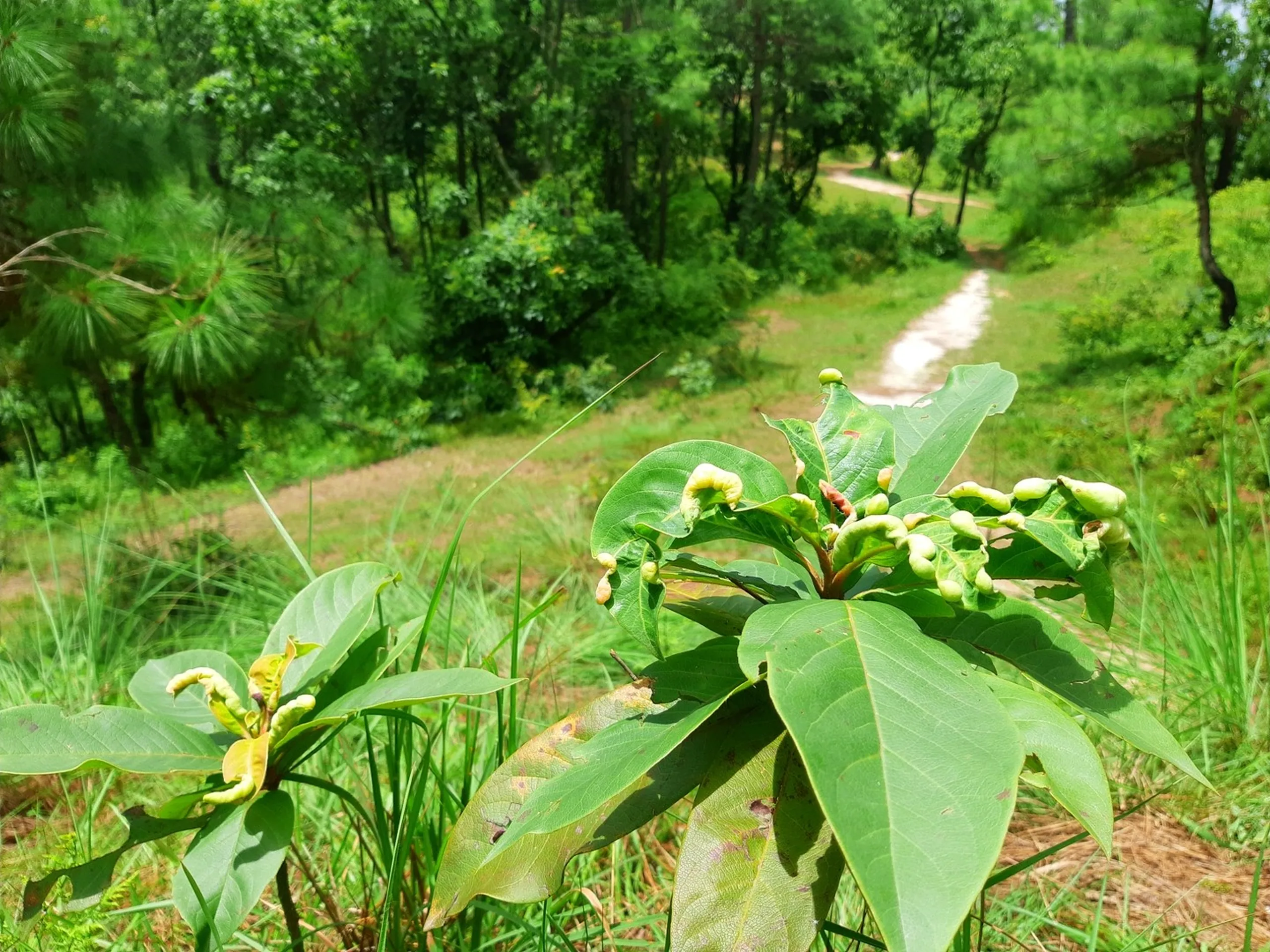 Close-up of wild tropical plant with large glossy green leaves and small green budding flowers in sharp focus, with a narrow white dirt trail winding through lush green jungle forest in the background - Sundarijal nature trail wildflowers Nepal trekking flora